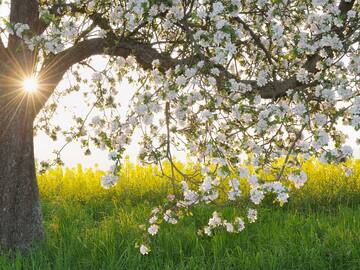 ¿Cuándo empieza la Primavera 2024 en España y a qué hora?